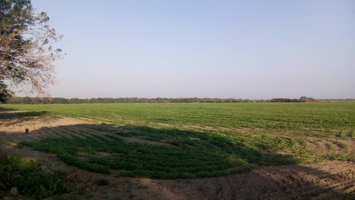 Finca En El Municipio Turen Portuguesa