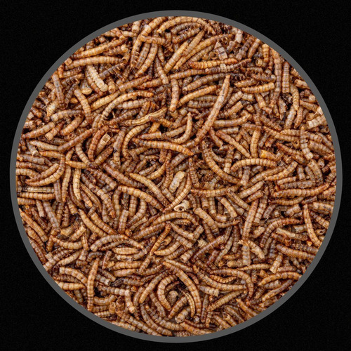 Kit 3 Unidades - Tenébrio Comum Desidratado - Pequeno - 30g