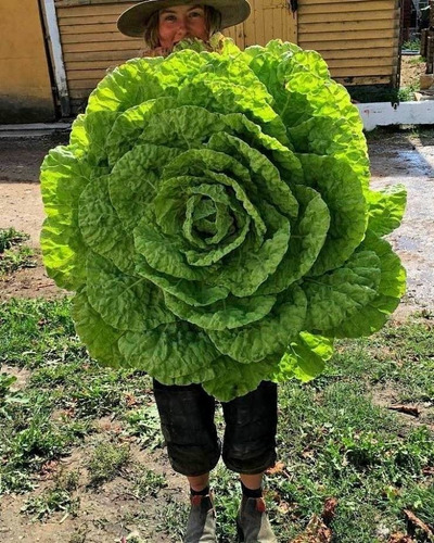 100 Semillas De Lechuga Gigante