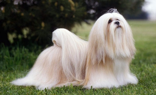 Nome De Domínio : Lhasa Apso (ponto Com Ponto Br)