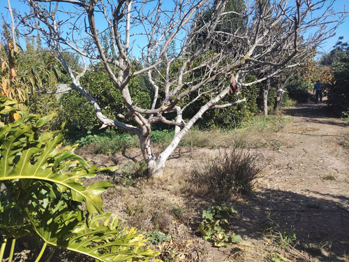 Se Vende Terreno En La Comuna De Quillota