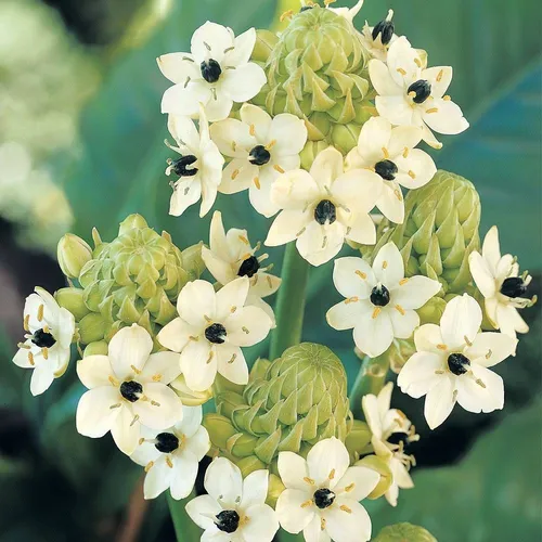 Bulbos X2 De Ornithogalum Arabicum Blanco Bulbo De Holanda