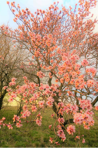 Cuadro 30x45cm Flor De Cerezo Arbol Naturaleza Hermoso M9