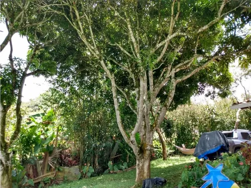 Finquita Titiribi- Vereda Otra Mina