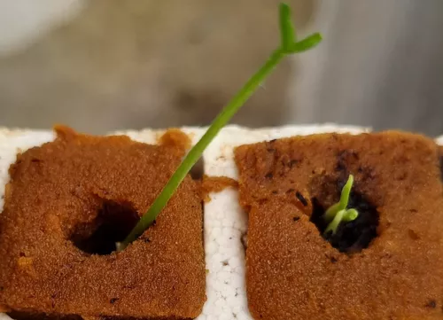 Peat Foam plancha 180 tacos de espuma agrícola ecologica para esquejes