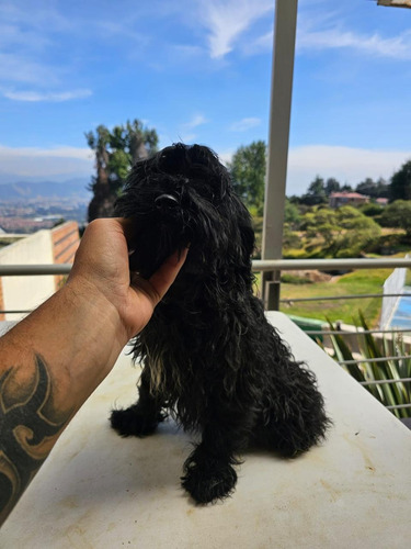 Cachorros Goldendoodle Multigeneracional Perros Bucaramanga