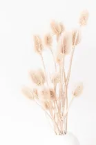 Comprar Ramo Cardos - Ramo Flores Secas - Flores Secas Decoración