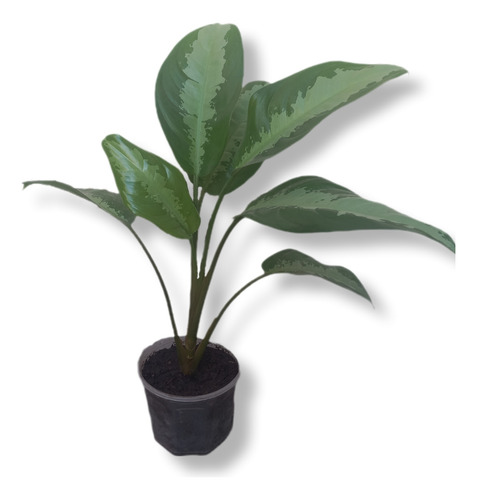 Planta De Interior Difenbachia 50cm No Posee