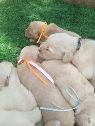 Imagen 4 de 7 de Cachorros Golden Prontos A Entregar En Diciembre! Reserva Ya