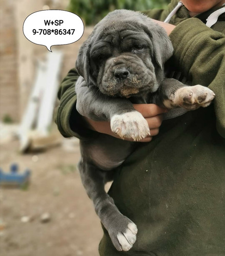 Mastín Napolitano Cachorros