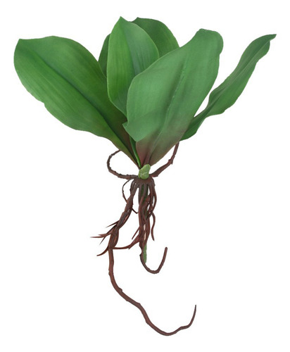 Hoja De Orquídea Phalaenopsis Verde Para Decoración De Ofici