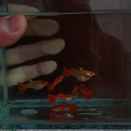 Peces Pez Guppys - Cobra Rojo - Red Cobra (Usado)
