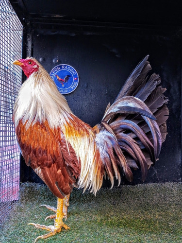 Imagen 2 de 4 de Gallo Padrillo Combatiente Linea Española Galpon Raggio