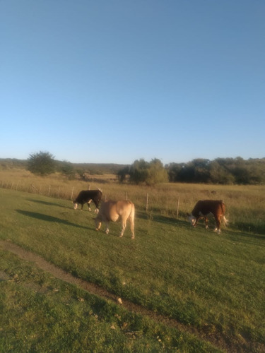 Vendo Campo De 150 Ha. En Cañada De Alvarez, Depto. Calamuchita