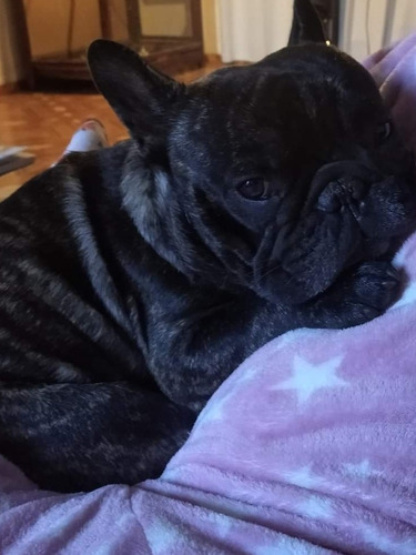 Imagen 2 de 3 de Bulldog Francés Monta Muy Bueno Y Mimoso
