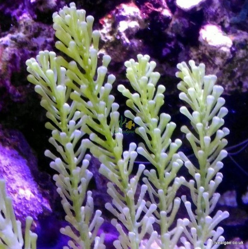 Imagen 1 de 5 de Alga Marina Caulerpa Cylindracea - Reduce No3 Nh4 Y Npo3
