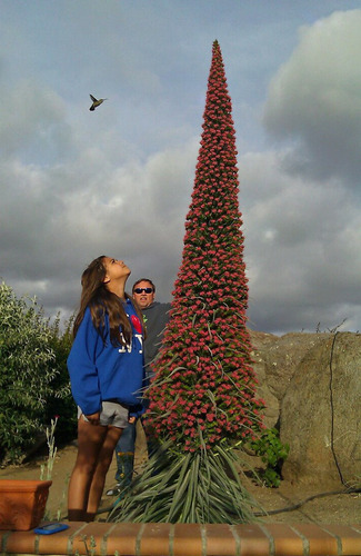 Torre De Jóias Echium Wildpretii Flor 10 Sementes Para Mudas
