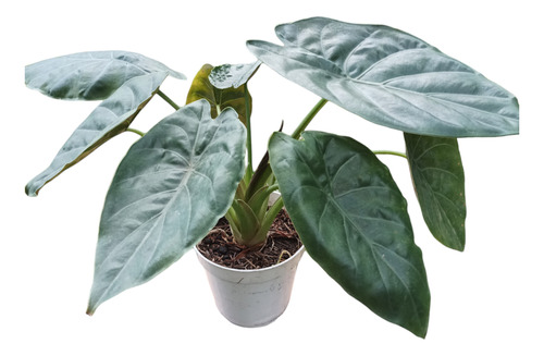 Planta Alocasia Wentii Envío Gratis 