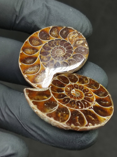 Ammonoidea - Ammonites Pulida Amonita Shell 30g. 4.7cm.
