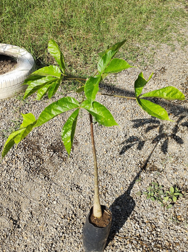 Arbol De Bonete (jacaratia Mexicana)