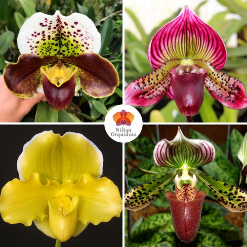 Orquídeas Sapatinho Kit 4 Orquídea Rara Paphiopedilum | Parcelamento sem  juros