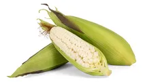 Comprar Semillas Maiz Nativo Cacahuazintle Elote 100 Semillas