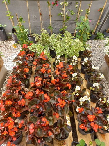 Planta De Exterior - Begonia - Flor De Azúcar | MercadoLibre