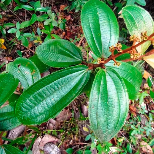 Chá De Canela De Velho Puro Sem Misturas Rocha Saude 100g