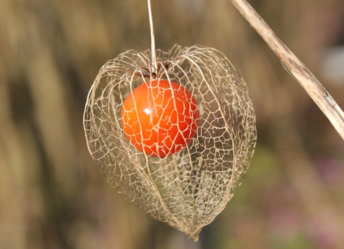 Semillas De Linterna China Physalis Alkekengi