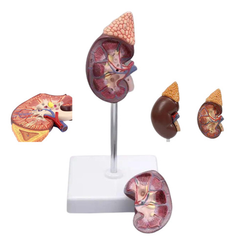 Modelo Anatômico Rins Corpo Humano Anatomia Funcionamento