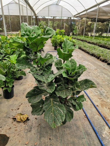 Imagen 2 de 3 de Planta Ficus Pandurata O Lyrata 3 Puntas (de 1.5 M A 2 M)
