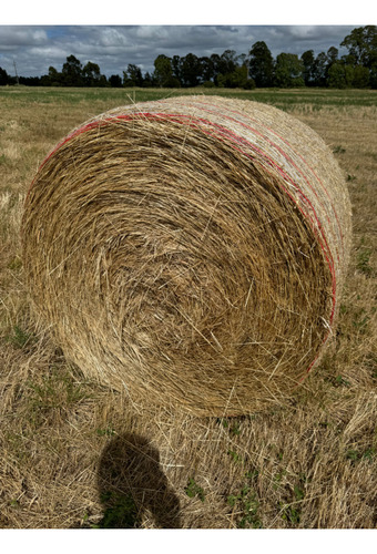 Fardo 80% Raigras Avena Con Grano Y 20% Alfalfa Y Trebol