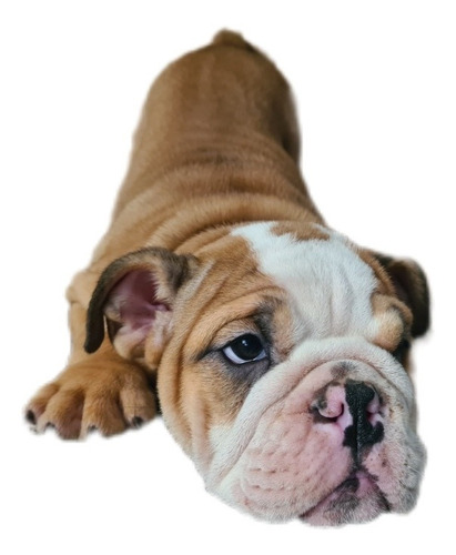 Imagen 3 de 10 de Bulldog Inglés Hembra / Cachorra De 3 Meses