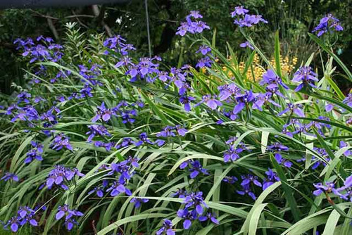 Planta Íris Flor Azul - Íris Neomarica - 20 Unidades Grande | Parcelamento  sem juros