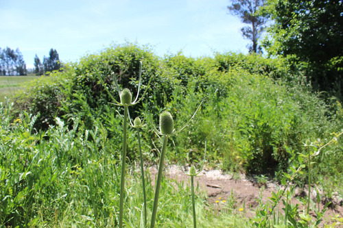 En Venta Terreno Fértil Para Producción Con Casa Construida