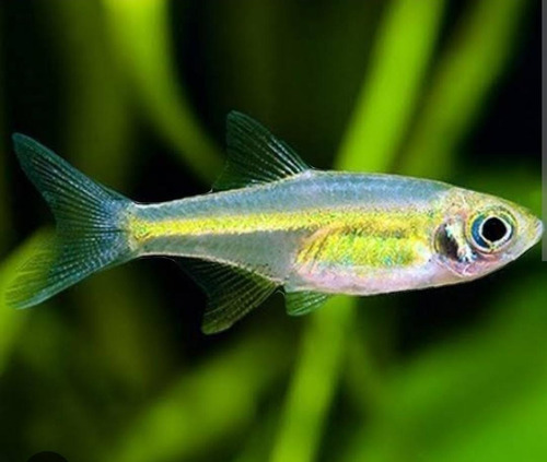 Rasbora Neon Verde ( Microdevario Kubotai ) Pact Com 10