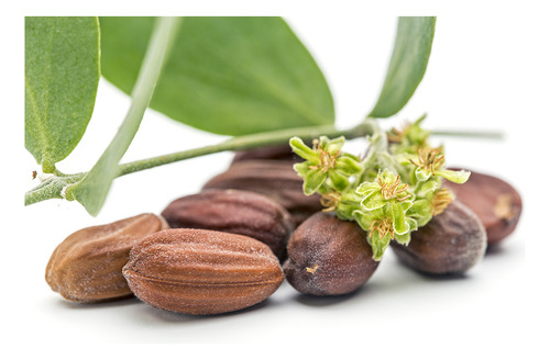 Oleo Extracto De Jojoba Simmondsia Chinensis - 5lts