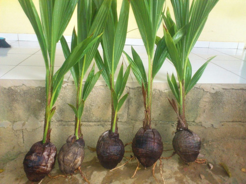 2 Coco Anão + 1 Jabuticaba Hibrida ( Mudas )