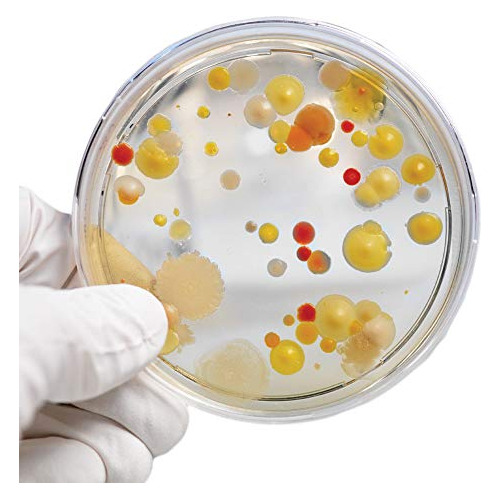 Kit De Experimento Científico De Cultivo De Bacterias ...