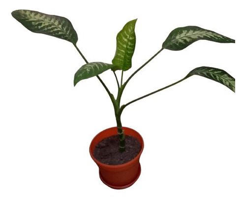 Planta Dieffenbachia 