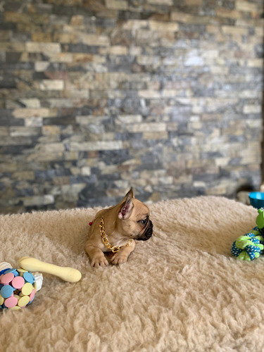 Hermosos Cachorro Bulldog Francés Papas Con Pedigree Fawn