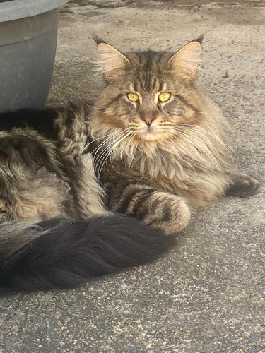 Maine Coon Fêmea (gatil Saymon Cats)