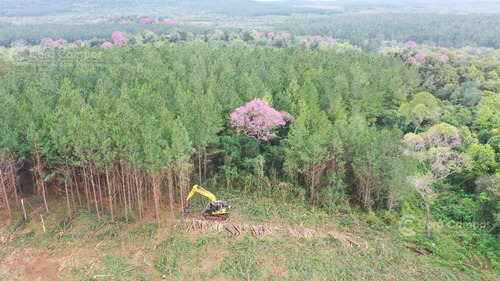 Imagen 7 de 7 de Se Vende Chacra De 50 Ha En Loreto Misiones Suelo 9