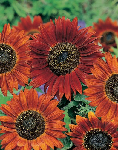 30 Semillas De Girasol Velvet Queen Autenticas Importadas