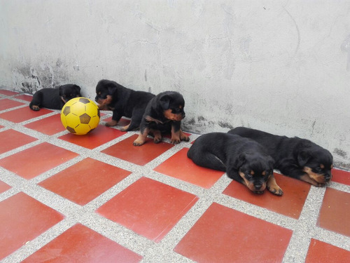 Hermosos Cachorros De Raza Rottweiler 