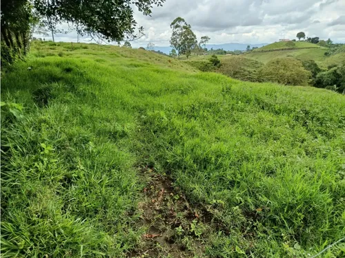 Venta Finca Filandia A Borde De Carretera - 20 Cuadras