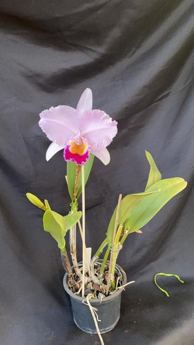 Orquídea Cattleya Trianae Xisto Tipo