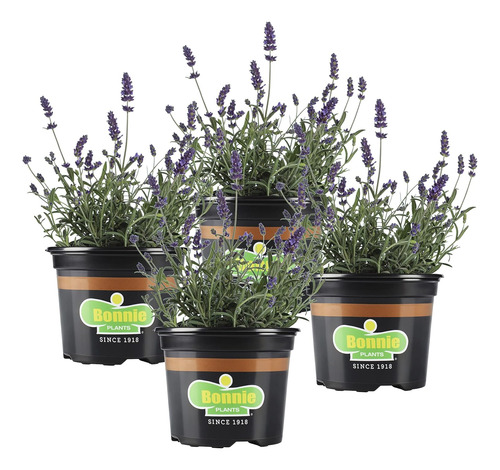 Planta Aromática Comestible De Lavanda Viva, 4 Unidades, 12 