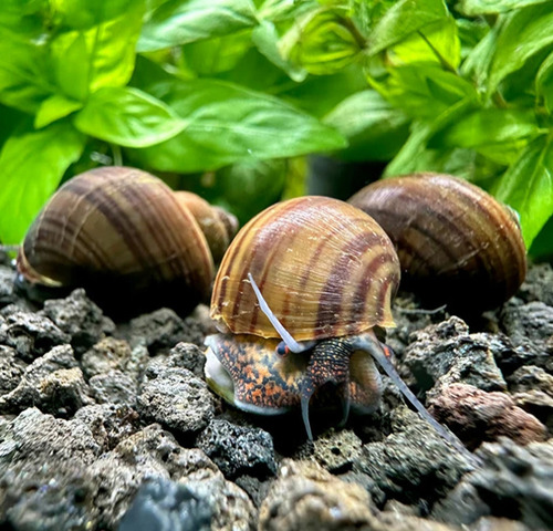 Caramujo Ampularia Negra (curbicula) Com 3 Unid (cote Frete) Preto