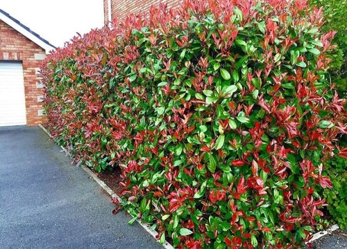 Imagen 3 de 5 de Paisajismo Diseño De Jardines Colocacion De Césped. Cercos